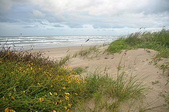 Sand dunes and wildflower at beach (Nov 2022)