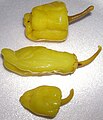 Peperoncini (C. annuum)