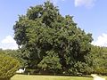 The National Champion Osage Orange tree, over 350 years old.
