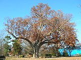 The historic Salem Oak, November 2012