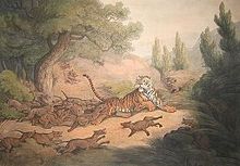 Painting of dhole pack attacking a tiger