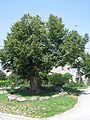 The village linden tree with 16 stones