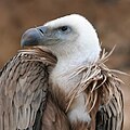 Featured picture Griffon Vulture