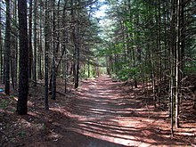 A dirt path through a wooded area.