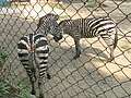 Young Grant's zebras