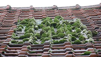 A small Zen roof garden