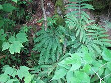 a fern with palmate leaves growing on a rocky slope among shrubs