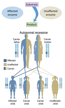 Hereditary defects in enzymes are generally inherited in an autosomal fashion because there are more non-X chromosomes than X-chromosomes, and a recessive fashion because the enzymes from the unaffected genes are generally sufficient to prevent symptoms in carriers.