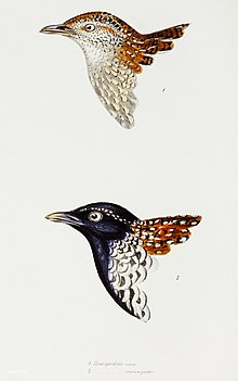 drawings of two bird heads