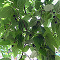C. occidentalis has large fruit, that are black or purple when ripe