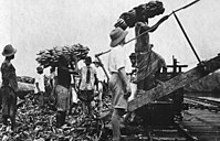 Bananas being loaded for export to Germany, 1912