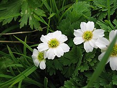 Callianthemum hondoense