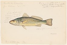 An 1865 watercolor painting of Brazilian croaker by Jacques Burkhardt.