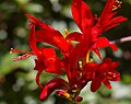 Close-up of Crocosmia 'Lucifer' in bloom