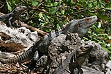 Black Iguanas in Barra Honda National Park.