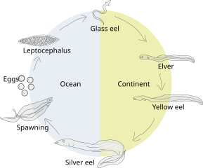 Life cycle of the European eel