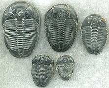 Trilobites, like these Elrathia kingii were very common arthropods during this time