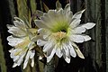 Trichocereus macrogonus var. macrogonus flower