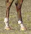 Shorter marking is sometimes called a "fetlock" or a "sock," taller marking is clearly a sock