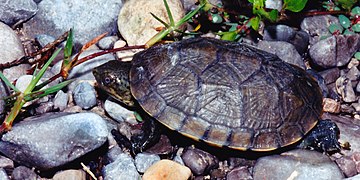 Mexican mud turtle (Kinosternon integrum), a sub-adult from the Municipality of Tula, Tamaulipas, Mexico (20 September 2003).