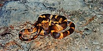 Northern cat-eyed snake (Leptodeira septentrionalis), Municipality of Victoria, Tamaulipas, Mexico (7 Aug 2003).