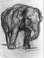Franz Marc: Elefant, 1907, Kreidezeichnung