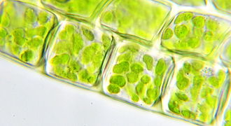 In this light micrograph of some moss chloroplasts, some dumbbell-shaped chloroplasts can be seen dividing. Grana are also just barely visible as small granules.