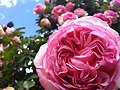 Pink roses at the International Rose Test Garden