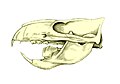 Schädel von Ptilodus (Multituberculata)