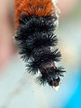 Head of a caterpillar