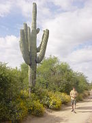 Saguaro towering over a 6 ft (1.8 m) man