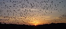 The image depicts hundreds of bats flying at dusk