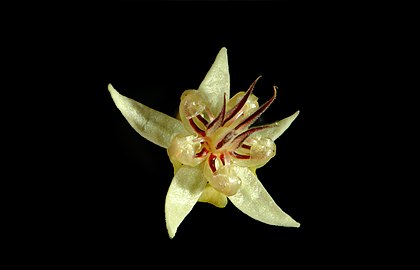 Macrophotography of T. cacao flower (open)
