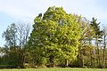 Maple field tree, Weinsberg