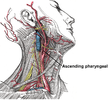 Ascending pharyngeal artery