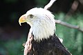 Bald eagle at the zoo