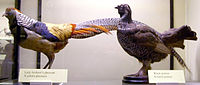 Hybrid pheasant (left) and hybrid of black grouse × hazel grouse (right)