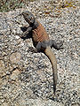 Adult chuckwalla of the Sonoran Desert