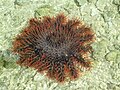 The crown-of-thorns starfish eats coral.