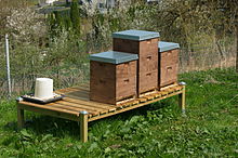 Three thin walled rectangular wooden boxes sitting outdoors in tight formation on a raised platform. The boxes measure about 40 cm × 50 cm (16 in × 20 in) and are 60 cm (24 in) tall with a wall thickness of about 19 mm (0.75 in). A gap at the bottom allows honey bees to enter and exit.