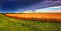 Image 22Kansas summer wheat and storm panorama (from Kansas)