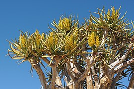 The flowers of the Quiver tree in May. Augrabies National Park, South Africa.