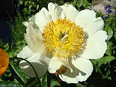 Paeonia ×arendsii 'Claire de Lune', single flowered