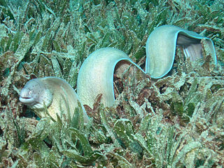 Peppered moray in seagrass