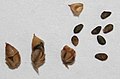 Deckelkapseln und Samen des Breitwegerich