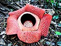 Perigone tube of Rafflesia flower.