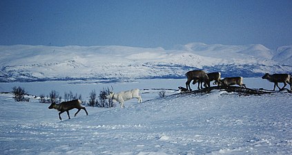 Reindeers at Torneträsk lake, Abisko area, in March 1992