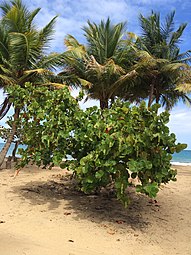 Seagrape shrub at Playa Lucia in 2015
