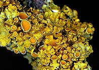 Vibrant yellow lichen with orange centers clustered on a dark background.