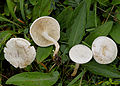 Die Fruchtkörper des Rinnigbereiften Trichterlings (Clitocybe rivulosa) wachsen gerne in Trupps auf Magerrasen.